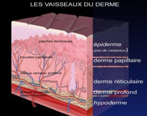 rôle de la vascularisation